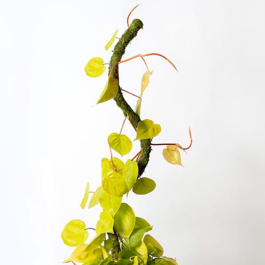 36" Bendable Moss Pole, 2ct. by Ashland®